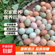 九華山鮮雞蛋綠殼烏雞蛋混合裝40-50g生鮮食品早餐鮮雞蛋溏心蛋 25枚土雞蛋+25枚烏雞蛋