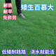 藝辛草坪種子草籽矮生四季青免修剪耐寒庭院綠化草皮草種子護坡固土 百慕大草籽【耐熱耐踐踏】