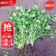 大禹大葉香菜籽種子苗帶土秧苗老品種小葉青菜四季盆栽春季 農家小葉香菜種子150g+50g肥
