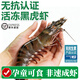 太湖?！緹o(wú)抗 活凍黑虎蝦】特大黑虎蝦 孕產(chǎn)兒童輔食對蝦類(lèi)端午禮盒生鮮 大蝦 500g(凈重)  （15-18頭/斤）