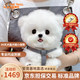 三條尾巴純種比熊幼犬小型小體活物卷毛血統比熊犬茶杯寵物狗狗長(cháng)不大可愛(ài) 寵物級 比熊【視頻選寵】