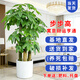 七葉島綠植發(fā)財樹(shù)綠植客廳大盆栽喬遷開(kāi)業(yè)步步高發(fā)財樹(shù)大盆落地綠植盆栽 【精品級】三桿步步高發(fā)財樹(shù)1.6-1.8米 白色圓形樹(shù)脂盆【送接水盤(pán)＋肥料】