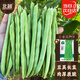 北蔬四季豆種子苗四季陽(yáng)臺盆栽豆角菜籽 四季豆小金豆種子20gx2包