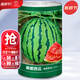 大禹懶漢西瓜種子苗特大適合南方早熟懶人8424麒麟瓜美都無(wú)籽水果蔬菜 美都西瓜種子 600粒/桶   麒麟瓜