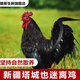 額雁新疆散養雞也迷離雞新疆樹(shù)上飛雞新疆放牧散養土雞有機老母雞 1000g*2只