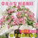 三角梅帶花樹(shù)苗盆栽爬藤重瓣花草綠植四季開(kāi)花卉不斷室內陽(yáng)臺庭院 2.中國紅【四季開(kāi)花包對版】 種子100粒