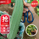 大禹絲瓜苗大全棱角八角特長(cháng)水瓜香肉大菜瓜秧苗帶土廣東春季蔬菜 棱絲瓜苗 5棵