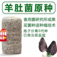 鹿悠列胖東來(lái)同款羊肚菌種子新鮮特級優(yōu)質(zhì)菌菌種包菌羊肚菌一級陽(yáng)臺庭院 羊肚菌菌種2066粒+種植說(shuō)明書(shū)