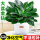 花翁金鉆盆栽綠植物大盆綠蘿除室內甲醛花卉水培辦公凈化空氣源頭直發(fā)