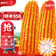 大禹鄭單958玉米種子國審產(chǎn)高矮大棒雜交抗旱抗倒官方正品矮桿包谷 鄭單958玉米種子20斤5畝大棒國審