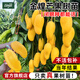 臨雅芒果樹(shù)苗嫁接金煌芒四季芒果樹(shù)紅貴妃當年結果庭院陽(yáng)臺盆栽好養活 【旗艦款】金煌芒果（50cm-60cm）