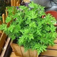 盆栽驅蚊草 盆栽驅蚊草苗 室內必備花草 夏季盆栽驅盆栽驅蚊草室內陽(yáng)臺清香 香草大苗