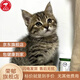 小貓幼貓田園小奶貓黑白寵物貓便宜小貓白貓橘貓抓鼠貓貍貓輕微掉 田園級 漂亮貍花貓 公母備注