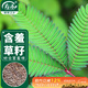 壽禾 含羞草種子種苗四季種植花草種籽 濰育含羞草種子200粒*3袋