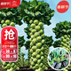 大禹孢子甘藍種子苗帶土秧苗四季播種小包菜包子甘蘭青菜春季蔬菜籽 綠孢子甘藍苗帶土秧苗6棵+小青菜種子1包