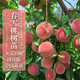 四萬(wàn)公里桃樹(shù)樹(shù)苗春雪特大果品種 盆栽地栽南北方種植沂蒙山源頭直發(fā)