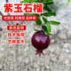 觀(guān)賞紫玉石榴樹(shù)苗盆景老樁墨石榴苗南方北方室內陽(yáng)臺庭院盆栽地栽 5年苗已脫毒 81cm(含)-110cm(含)