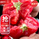 大禹普羅旺斯西紅柿種子番茄苗帶土秧苗老品種沙瓤大粉番茄農科院壽光 普羅旺斯西紅柿種子 20粒老品種
