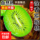 正宗陜西徐香獼猴桃奇異果綠心獼猴桃 徐香精品禮盒18枚90-110g