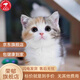 貓咪活物貍貓貍花貓中華田園貓橘貓純白貓純黑貓奶牛貓三花貓幼崽 田園級 三花 公母備注