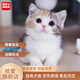 拾愛(ài)中華田園貓橘貓簡(jiǎn)洲貓貍花貓幼崽三花貓奶牛貓純黑白貓藍貓幼崽 田園級 嬉鬧三花 公母請備注