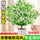 創(chuàng  )京懿選夜來(lái)香盆栽花苗室內客廳驅蚊植物室外庭院好養花卉九里香樹(shù)苗 精選夜來(lái)香 （原土發(fā)貨）滿(mǎn)屋清香