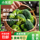 迷你mini西蘭花寶寶輔食爽口脆甜新鮮當季花椰菜顆顆飽滿(mǎn)輔食優(yōu)選 迷你西蘭花 帶箱1斤