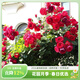 虹越（HONGYUE）經(jīng)典月季盆栽苗3L龍沙寶石花園庭院藤本灌木月季花卉KS-LC 【紅色爬藤月季】弗洛倫蒂娜（3升苗帶盆）
