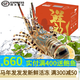 皆鄰東山島海捕大花龍蝦錦繡花龍蝦大青龍蝦禮盒海鮮禮盒春節送禮年貨 大花龍蝦禮盒2-2.5斤/只*2只
