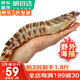 哆鮮生 海捕竹節蝦 野外生長(cháng)活凍國產(chǎn)斑節蝦大花對蝦九節竹節鬼蝦蝦類(lèi) 竹節蝦 大號 7-9條 300g(凈重)