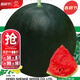 大禹懶漢西瓜種子苗特大適合南方早熟懶人8424麒麟瓜美都無(wú)籽水果蔬菜 黑皮西瓜種子20粒