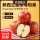 新西蘭加力果GALA皇家嘎啦蘋(píng)果進(jìn)口新鮮脆甜當季水果大果整箱 6斤【大果 14-17顆】囤貨家庭裝 新西蘭進(jìn)口皇家嘎啦果Royal gala