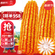 大禹鄭單958玉米種子國審產(chǎn)高矮大棒雜交抗旱抗倒官方正品矮桿包谷 鄭單958玉米種子20斤5畝大棒國審