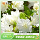 虹越（HONGYUE）安酷杜鵑花大苗多季開(kāi)花 庭院造景花園多年生易養護常綠花卉植物 【中大苗】“天使” 3加侖