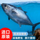 金槍魚(yú)一整條進(jìn)口野生深海捕撈魚(yú)中貴族生鮮冷凍刺身生吃大腹10斤 生猛野生1-2斤1條【償鮮】
