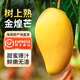 悅己海南生鮮特產(chǎn)金煌芒果大果 新鮮時(shí)令水果大芒果 精美禮盒發(fā)順豐 金煌芒8斤禮盒（5-10個(gè)）