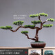 樸記 禪意迎客松盆景植物擺件玄關客廳新中式家居樣板房電視展示柜軟裝飾品 單面迎客松含盆