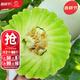 大禹玉菇甜瓜種子白皮冰淇淋蜜甜香瓜籽超甜早熟 玉菇甜瓜種子30粒2袋 甜度高
