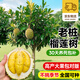 愛(ài)優(yōu)尚老樁榴蓮樹(shù)果樹(shù)苗水果樹(shù)苗南北方庭院陽(yáng)臺源頭直發(fā)