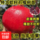 大果石榴樹(shù)苗軟籽甜石榴苗耐寒耐旱南北方種植結果超甜石榴果樹(shù)苗 石榴樹(shù)【4年苗1顆】 【45cm-85cm】