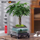 BEYZK德國品質(zhì)觀(guān)賞小盆栽客廳室內窗臺小綠植物辦公桌面好養茶幾臥室 辮子發(fā)財樹(shù)+【舍得紫砂盆】+方底座 帶盆栽好