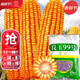 大禹鄭單958玉米種子國審產(chǎn)高矮大棒雜交抗旱抗倒官方正品矮桿包谷 登海良玉99號玉米種子4200粒一畝地
