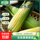 【東東買(mǎi)菜】云南新鮮水果玉米爆汁甜玉米生吃早餐生鮮超市蔬菜 新鮮水果玉米9斤 含箱 （凈重8.5斤）單根300克起 好吃不貴-甜如初戀