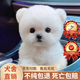 寵邁鑫純種比熊幼犬小型小體活物卷毛血統比熊犬茶杯寵物狗狗長(cháng)不大可愛(ài) 血統級 飛耳比熊 公