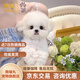 混血比熊幼犬活體比熊犬泰迪犬小型犬茶杯犬博美犬串串寵物狗活體 田園級 比熊混血+狗糧+狗籠+包郵 公母備注