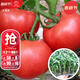 大禹大粉番茄苗種子西紅柿苗帶土秧苗菜苗大果老品種農科院圣女果苗子 大粉番茄苗西紅柿秧苗12棵