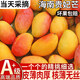 春福樂(lè ) 海南貴妃芒芒果【閃送-多地次日達】當季現摘大芒果新鮮芒果整箱 5斤SS+商超果【爆甜多汁】?jì)糁?.5斤