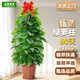 正植青年大葉綠蘿柱盆栽客廳大型綠植辦公室內除甲醛凈化空氣綠籮源頭直發(fā)