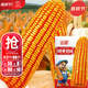 大禹鄭單958玉米種子國審產(chǎn)高矮大棒雜交抗旱抗倒官方正品矮桿包谷 國審鄭單958玉米種子500g2袋