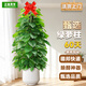 正植青年大葉綠蘿柱盆栽客廳大型綠植辦公室內除甲醛凈化空氣綠籮源頭直發(fā)